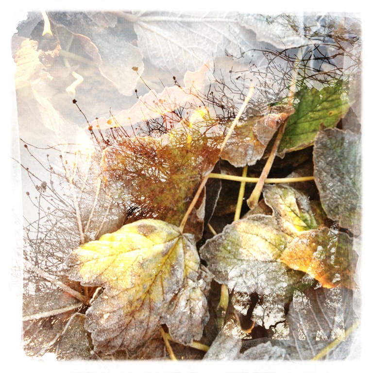 Bare twigs, fallen leaves