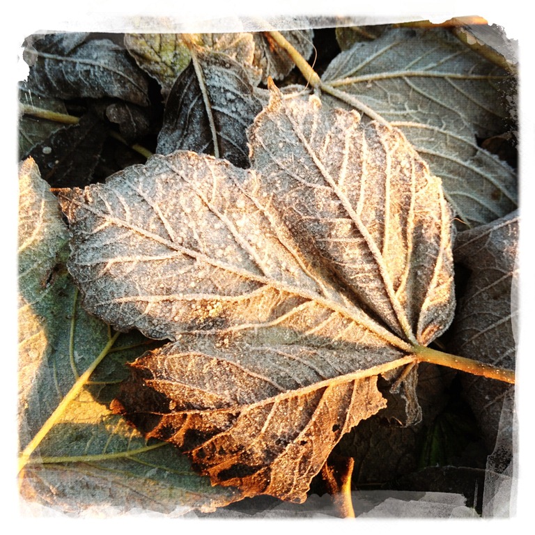 Touched by frost...