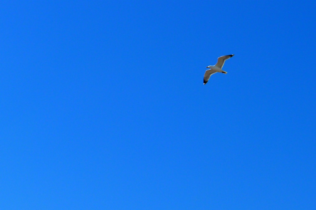 The Wheeling Seagull