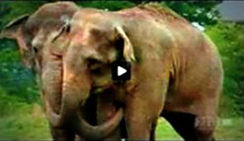 Elephant Video
